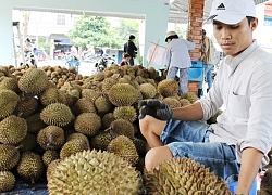 Thương lái Trung Quốc lùng mua, giá sầu riêng lên đỉnh 85.000 đ/kg