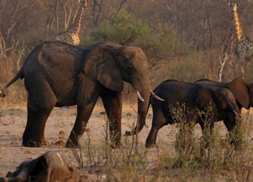 Zimbabwe di chuyển số lượng động vật hoang dã lớn nhất lịch sử