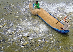 Bức tranh ngành thủy sản quý 3/2019: Lợi nhuận các doanh nghiệp lớn lao dốc trước hàng loạt khó khăn