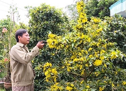 Cả ngàn cây mai vàng nở sớm, nông dân mất ăn mất ngủ