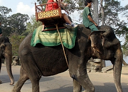 Campuchia cấm sử dụng voi phục vụ du khách tại quần thể đền Angkor Wat