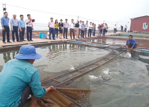 "Đánh thức" tiềm năng nuôi cá nước ngọt ở miền Bắc