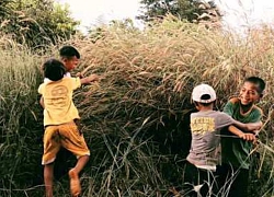 Khắc khoải, nhớ thương... mùa hoa dại