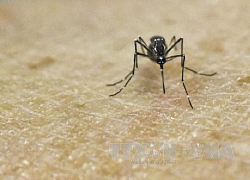 Lần đầu tiên phát hiện các trường hợp nhiễm virus Zika do muỗi đốt ngay tại châu Âu