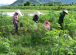 Mì đổ ngã sau bão vẫn đắt hàng