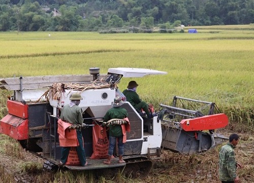 Nông dân huyện Văn Bàn khấm khá nhờ làm nông nghiệp hàng hóa