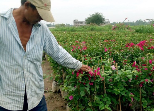 Nông dân Trà Vinh chuẩn bị hơn 300.000 chậu hoa phục vụ Tết