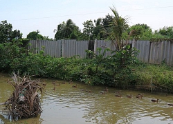 Quây kín ao nuôi bầy le le bay giỏi, nhẹ nhàng lãi 60 triệu đồng/năm