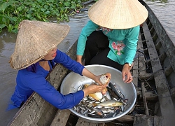 Quyết tâm ra sông bắt cá linh về làm món đặc sản cá linh thứ 11 là cá linh nấu ngót