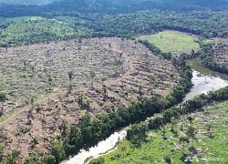 Rừng Amazon bị tàn phá để nuôi sống đất nước cách Brazil 17.000 km