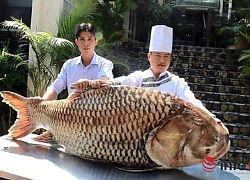 Tận mục cá hô khổng lồ nặng hơn tạ ở Sài Gòn