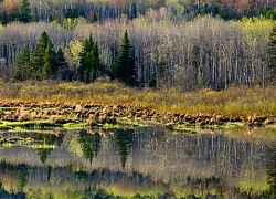 Tiếng kêu bí ẩn trong rừng Canada