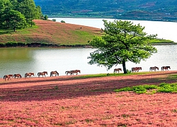 Trải nghiệm cao nguyên cỏ hồng Lang Biang