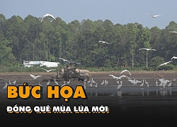 Bức họa đồng quê mùa lúa mới