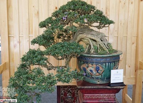 Cả ngàn "người mẫu" chân dài chân ngắn bonsai đang khoe sắc ở Sài Gòn