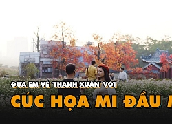 Đưa em về &#8216;thanh xuân&#8217; với cúc họa mi đầu mùa