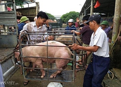 Giá heo hơi hôm nay 20/10: Biên giới 78.000 đ/kg, miền Nam tăng cao