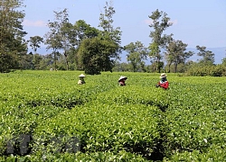 Gia Lai: Hút hồn với màu xanh tươi mát ở vườn chè Biển Hồ