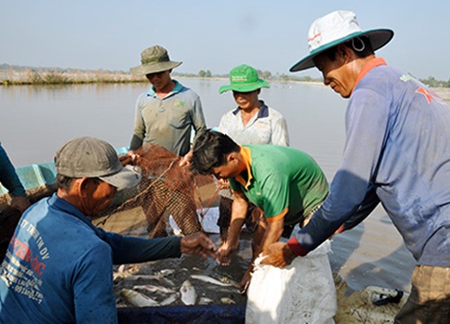 Hậu Giang: Hết lũ, bắt cá ruộng lên bán 10.000-35.000 đồng/ký