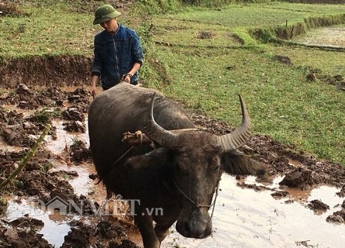 Hòa Bình: Nông dân hối hả làm vụ 3, trồng đủ loại rau màu xanh tốt