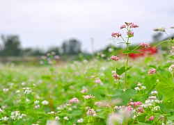 Mùa hoa tam giác mạch ở Hoành Bồ