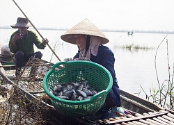 Mưu sinh vùng càng mùa nước nổi