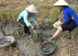 Tát mương nhỏ kiếm cá nhỏ ăn