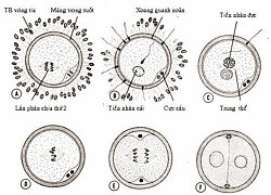 Thụ tinh và làm tổ của trứng