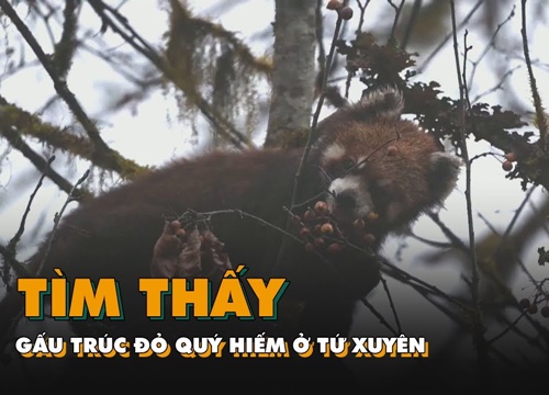 Tìm thấy gấu trúc đỏ quý hiếm ở Tứ Xuyên