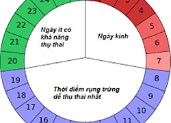 Tính chuẩn ngày trứng rụng để đậu thai