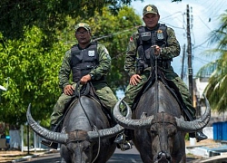 Cảnh sát Brazil gây sốt khi cưỡi trâu nước đi tuần tra