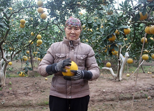 Chuyển giao kỹ thuật, trợ giúp nông dân làm thương hiệu nông sản