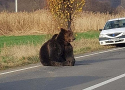 Gấu sinh sôi quá đà, giết chết nhiều người ở Romania