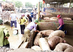 Giá heo hơi hôm nay 23/11: Kì lạ giá lợn tăng "nóng", chợ lại ế ẩm