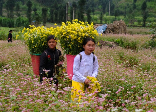 Hà Giang mùa tam giác mạch