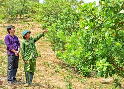 Hội giúp nông dân Mô Rai phát triển cây điều, mong mang về no ấm