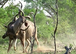 Linh dương kudu đang húc nhau thì bị sư tử tóm gọn