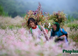 Mê đắm Hà Giang mùa hoa tam giác mạch