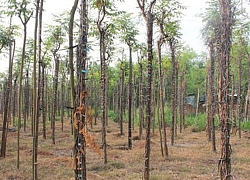 Mùa tiêu "đắng"