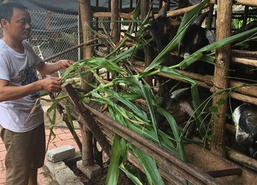 Nuôi dê vỗ béo tại chuồng, hộ nghèo thành hộ khá