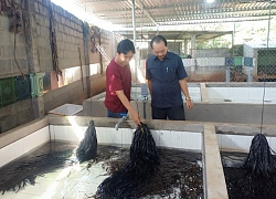 Thả lươn vào bể xi măng, cho ăn trùn quế và cám gạo, bán đắt hàng