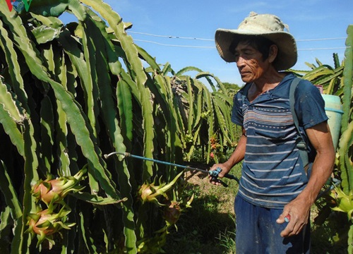 Giá thanh long nghịch vụ xuống thấp, nông dân đứng ngồi không yên