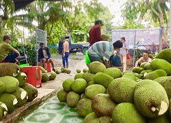 Thương lái giảm mua, giá mít Thái lao dốc, loại rẻ nhất 9.000 đ/kg