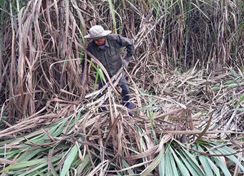 "Vị đắng" ngành mía đường