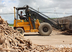 Biết giống sắn bị nhiễm bệnh, nông dân vẫn "nhắm mắt" mua về trồng