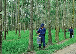 Cao su Tây Ninh có thêm 1 cổ đông lớn pháp nhân là Sài Gòn TRC