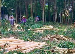 Cây đè chết nam thanh niên khai thác gỗ