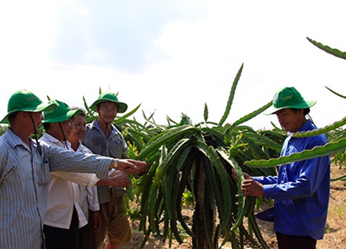 ĐBSCL trước đe dọa thiếu nước: Giảm 54.500ha lúa để né hạn, mặn