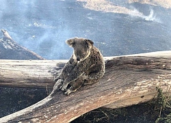 Gấu túi đối diện với nguy cơ tuyệt chủng do hỏa hoạn tại Australia