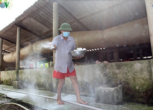 Giá lợn tăng mạnh, hộ nuôi chưa dám tái đàn